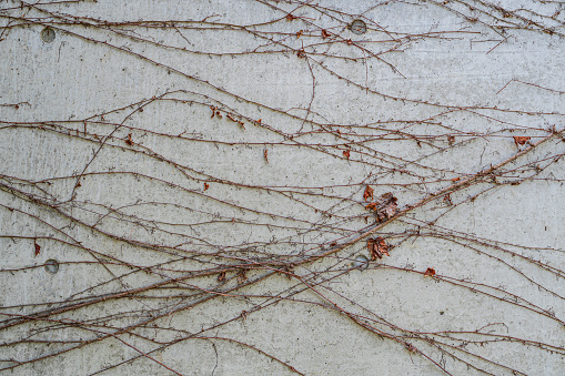 Natural dry twigs clinging to the textured wall.