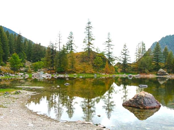 Mountains, fir trees and river in the Mercantour National Park in the South-East of France