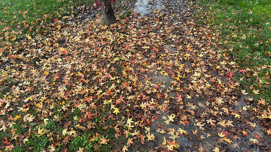 Dry and Yellow Plane Tree leaves on green grass, at autumn, after rain