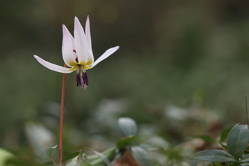 An erythronium dens-canis flower in the forest in winter