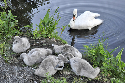 Adorable wildlife scene at the edge of a pond. Attentive white adult swan protecting five baby swans (cygnets) that are grooming their fluffy gray plumage.
