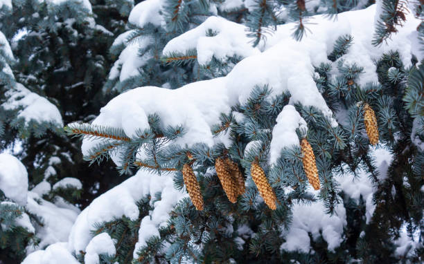 istock Fir branch with cones and snow on a winter day 1937876715