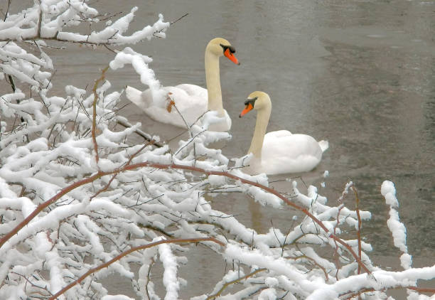 Tranquil winter scene on mill pond. Lovely pair of adult swans swimming beside overhanging branches covered in fresh white snow.