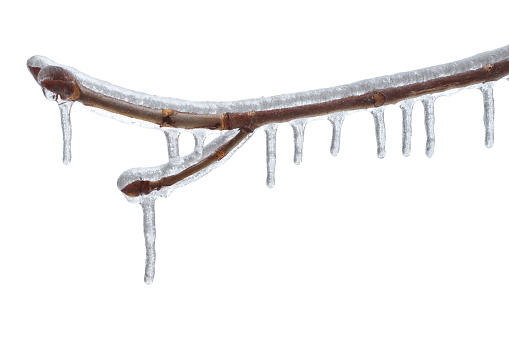 Iced branch close-up, on an isolated white background with work outline
