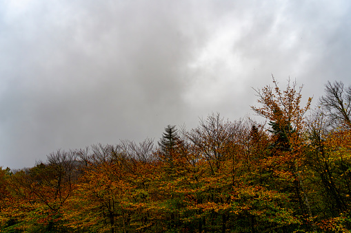 Autumnal leaf coloured forests on the Kancamagus Highway towards White Mountain.