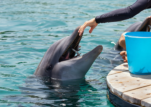 man feeds a dolphin in the Red Sea bay, Eilat