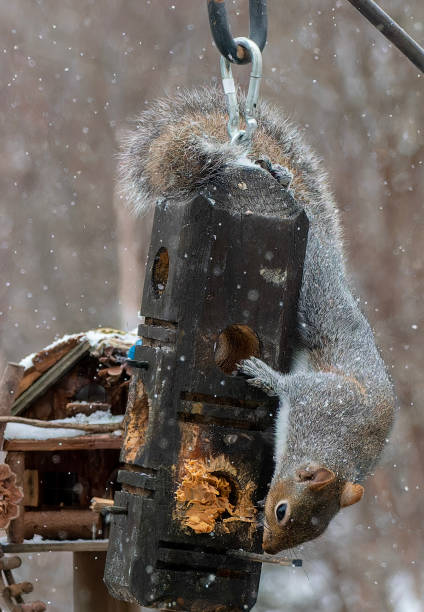istock A Gray Squirrel in the snow 1937904441