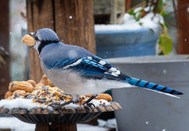 istock A Bluejay on the deck in the snow 1937904443