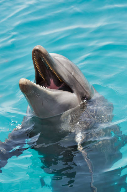 istock dolphins in the Gulf of Eilat 1937904960