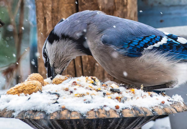 istock A Bluejay on the deck in the snow 1937904963