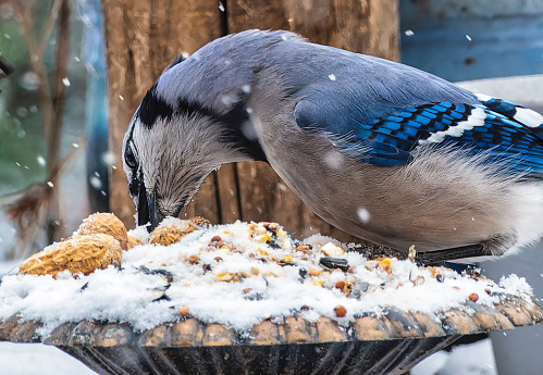 A Bluejay on the deck in the snow