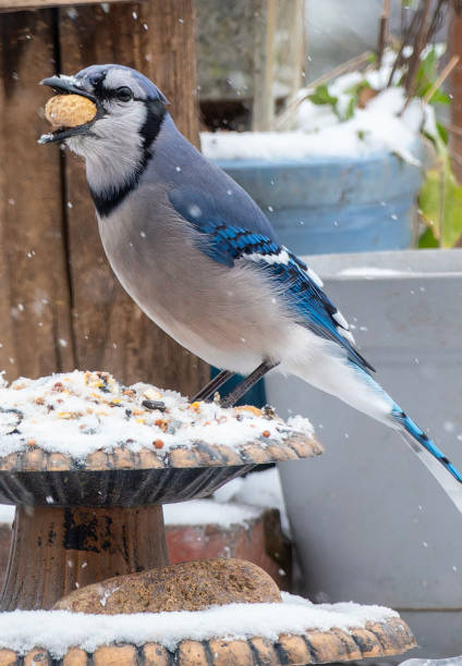 istock A Bluejay on the deck in the snow 1937904965