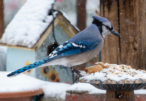 A Bluejay on the deck in the snow