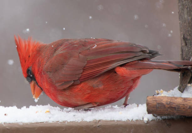 istock A Northern Cardinal perched in the snow 1937904973