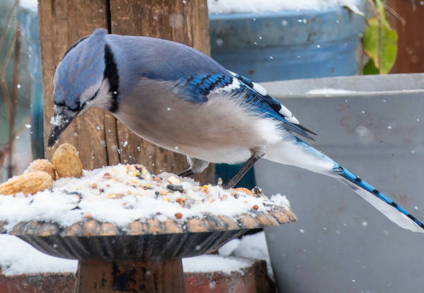 istock A Bluejay on the deck in the snow 1937904989