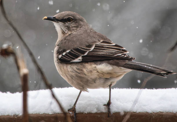 istock A Northern Mockingbird on the peanut butter bird feeder 1937905003