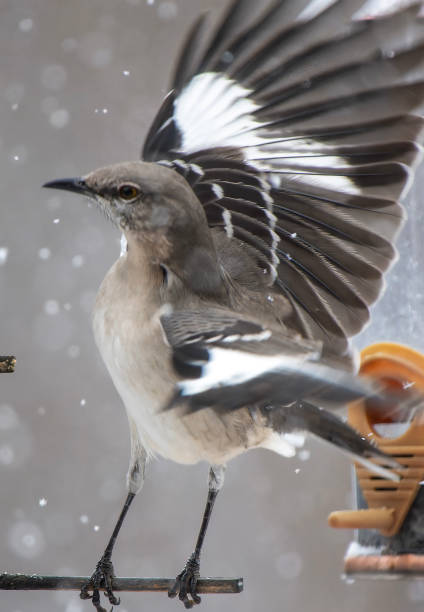 istock A Northern Mockingbird on the peanut butter bird feeder 1937905262