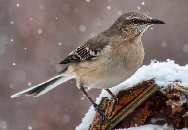 istock A Northern Mockingbird on the peanut butter bird feeder 1937905507