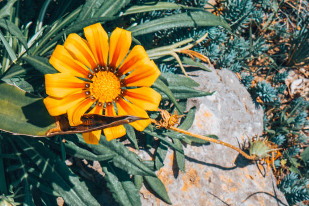 istock A large yellow flower on a background of greenery. 1937910144