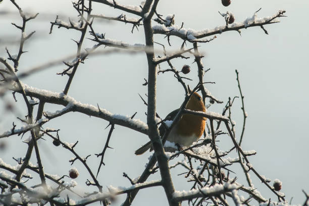 A dark red and black American Robin song bird is perched high in a snowy crab apple tree. He appears to be surveying the landscape. Photo taken in a suburb near the city of Rochester, in western New York State.