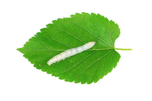 silkworm on fresh green mulberry leaf isolated on white background