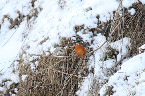 In the winter tableau, a kingfisher gracefully perches on a riverbank rock, its vibrant plumage contrasting with the tranquil waters below - The surrounding landscape is magically covered in snow