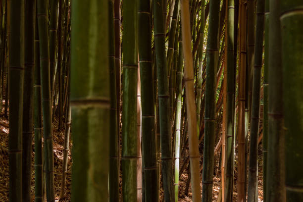 Bamboo thickets. The bamboo trunks create the green texture of the bamboo forest. Bamboo reed.