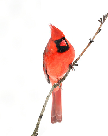 A red male northern ardinal perched on a branch