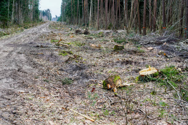 istock Construction of a new road and new powerline through the forest by cutting down trees, logging 1937935676