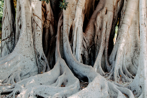 Bark and trunk of the giant ficus, a monumental tree that adorns Piazza Marina in Palermo (Sicily, Italy)