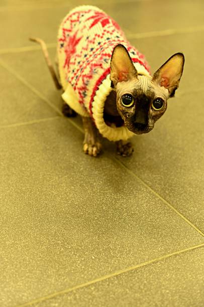 istock A sphinx cat without hair looks at the camera. funny cat. 1937943981