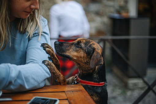 Woman looking at her pet dog while sitting in an outdoor cafe in Grisignana old town, Istria region of Croatia.
