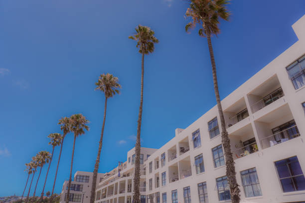 istock Palm trees at Santos beach 1937947635
