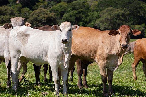 Group of ox and cows on a pasture in Brazil