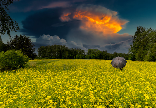Lonely umbrella and approaching thunderstorm to rapeseed field, concept of forecasting or / and eco-tourism