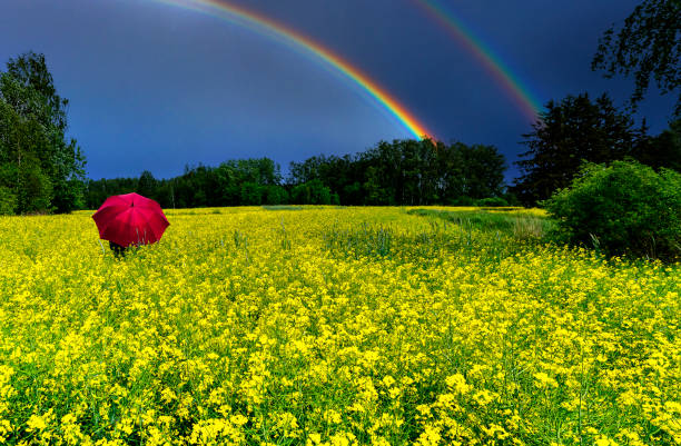 Lonely umbrella among the field with blossom rapeseed, just before thunderstorm