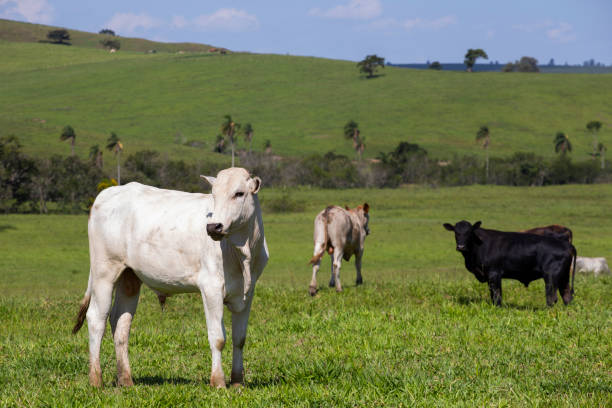 istock Cattle under sunlight in Brazil 1937954406