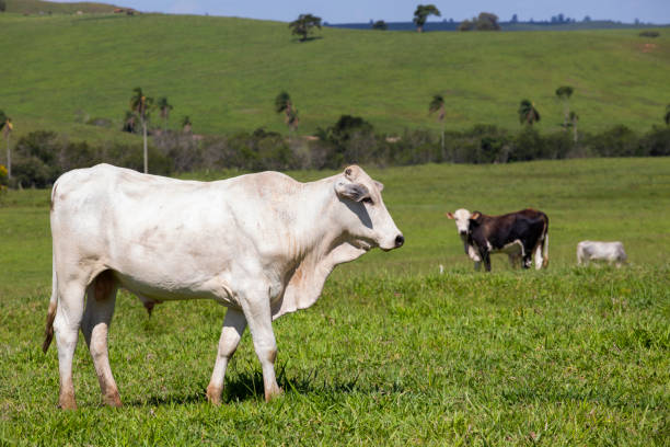 istock Cattle under sunlight in Brazil 1937955465