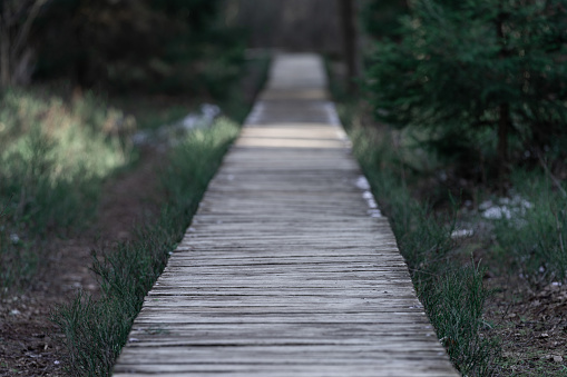 Forest wooden path walkway through wetlands. Selective focus, very shallow depth of field