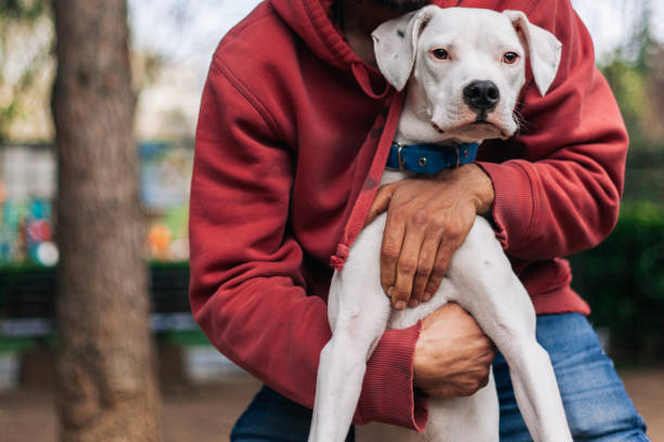 Young bearded man bonding with his dogo argentino