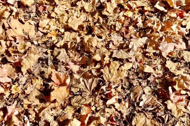 istock Pile of Fall Leaves 1937985017