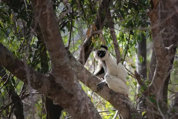 Verreaux’s sifaka backlit a bit and staring at the camera like a good little Sifaka at Atsimo-Andrefana