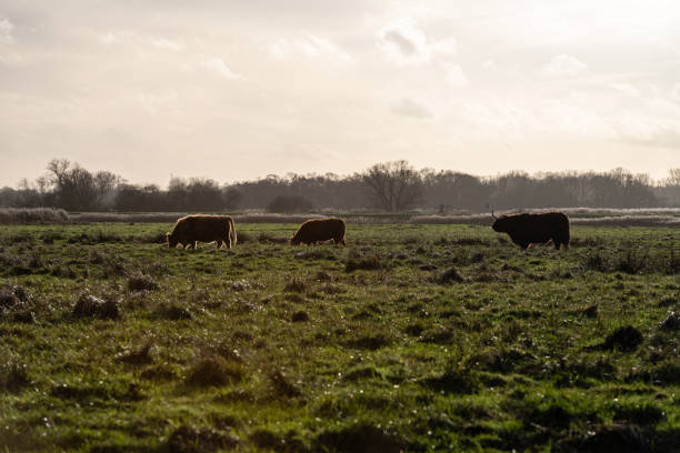 istock Bos Taurus Taurus - Highland cattle grazing on Norfolk marshes i 1937996520