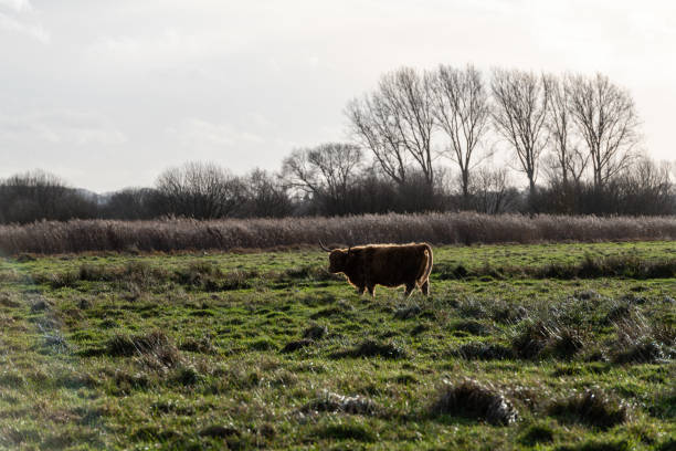 Highland cattle grazing on Norfolk marshes ii - Strumpshaw Fen, December 2022