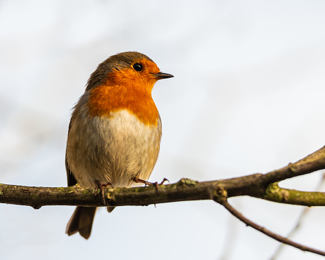Robin in winter,Eifel,Germany.\nPlease see more than 1000 songbird pictures of my Portfolio.\nThank you!