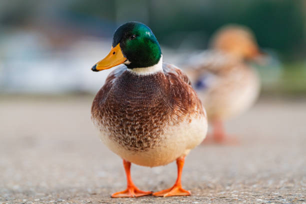 Anas platyrhynchos - Drake mallard on land. Thurne, Feb 2023