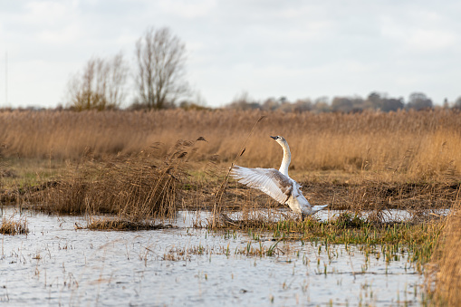 Juvenile Mute Swan in Norfolk Broads marshland iii wings outstretched Strumpshaw Fen, December 2022