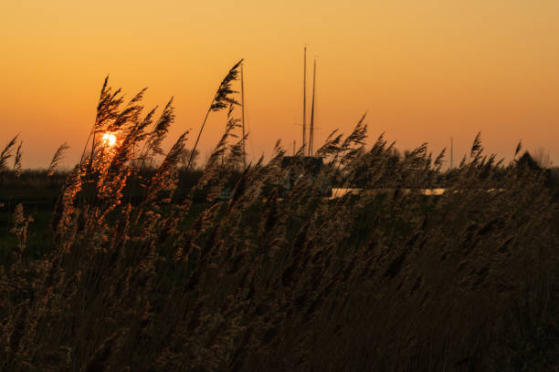 Clear sky sunset beyond golden reeds at Thurne staithe - Norfolk. Thurne, Feb 2023