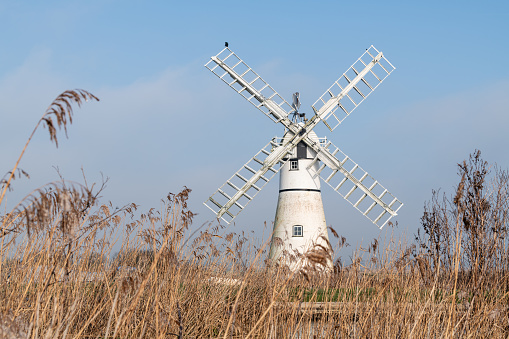 Thurne mill beyond the reedbeds on a bright morning in the Norfolk Broads Thurne, Feb 2023