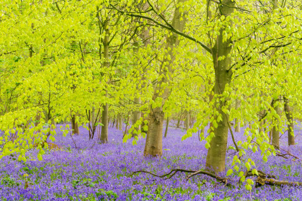 A mature beech tree in bluebell woodland on the hiigh weald near mountfield in east Sussex south east  England UK